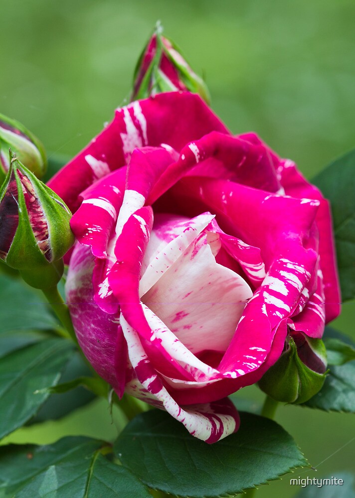 Matisse Rose flower