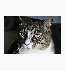 Meet Tiger! Photographic Print