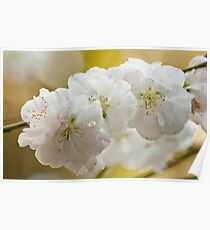 White Blossoms Poster