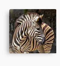 Zebra. Canvas Print