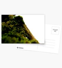 Forgotten Life, Always There Postcards