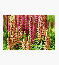 Summer....Autumn....Winter....Spring! Photographic Print