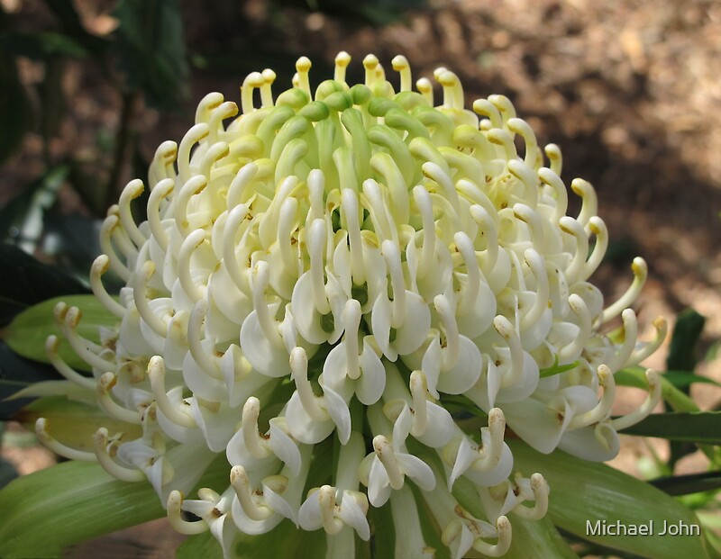« White Waratah » par Michael John Redbubble