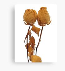 couple of old beautiful roses in love Canvas Print