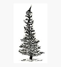 evergreen (haiga X) Photographic Print