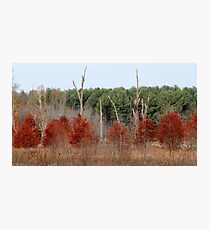 Red Tree, Dead Tree, Green Tree Photographic Print