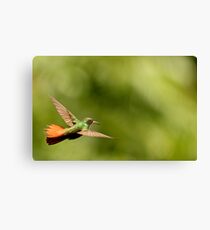 Rufus Tailed Hummingbird Turns Canvas Print