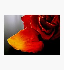 Apart - Macro ^ Photographic Print