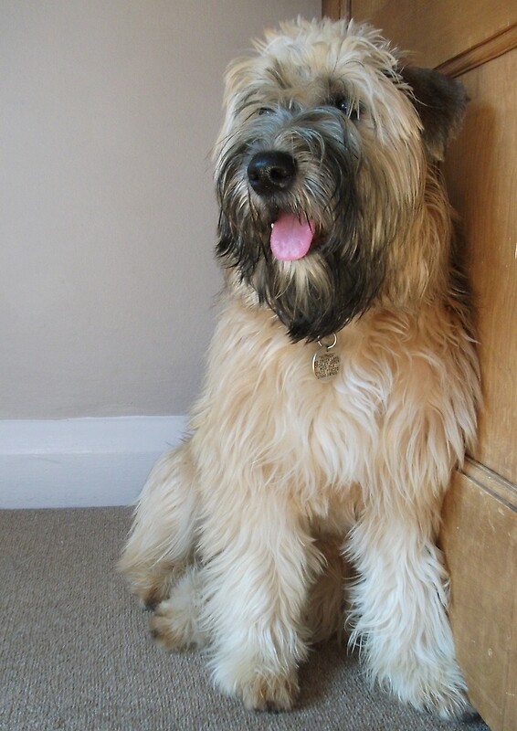 plush wheaten terrier