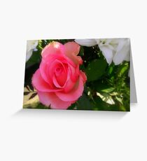 Soft Pink Greeting Card