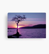Don't let the Sun go down on Tree. Canvas Print