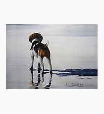 Beagle Reflections Photographic Print