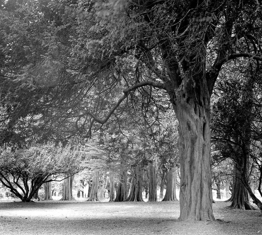 Avenue of Trees in the Phoenix Park, Dublin by Dave  Kennedy
