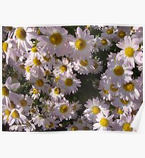daisy patch Poster