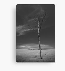 Natural Selection 2 Canvas Print