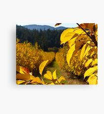 Lienzo Apples of Gold