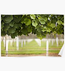 Australian Vineyard Poster