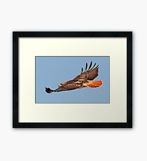 112611 Red Tailed Hawk Framed Print