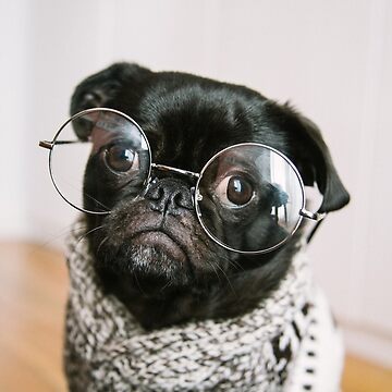 Pugsly the Hipster pug - Pug dog derp wearing Ray Ban sunglasses