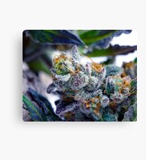 Untitled Canvas Print