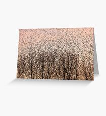 Murmuration of Starlings at Gretna Greeting Card