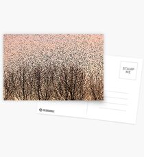 Murmuration of Starlings at Gretna Postcards