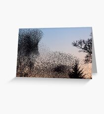 Murmuration of Starlings at Gretna 2 Greeting Card