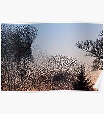 Murmuration of Starlings at Gretna 2 Poster