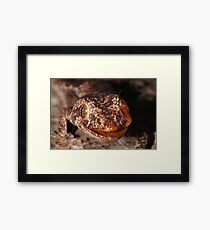 Northern Spiny-tailed Gecko Framed Print