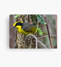 Yellow-tufted Honeyeater (Helmuted Honeyeater) Lichenostomus cassidix Canvas Print