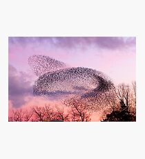 Murmuration of Starlings, November 5th 2011 Photographic Print