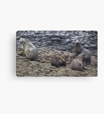 Tasmanian fur seals Canvas Print