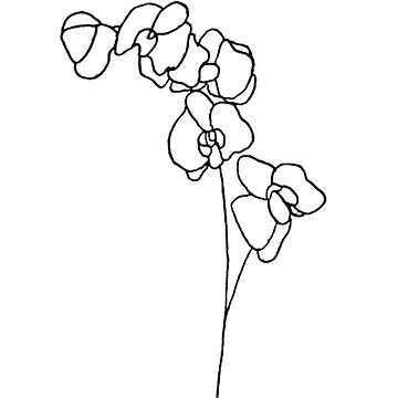 Orchid Flowers Drawing