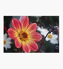 Flower with a bud Photographic Print
