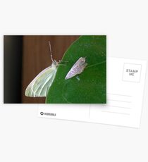 Post-pupation Postcards