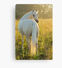 Paso Fino horse in the morning Canvas Print