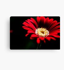 Red Gerbera Canvas Print