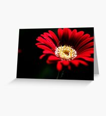 Red Gerbera Greeting Card
