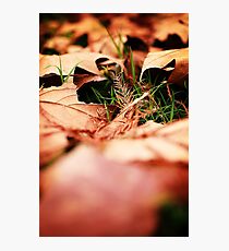 November Photographic Print