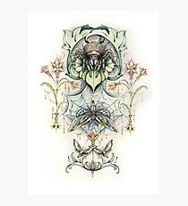 Antique pattern - Spider and Moths Photographic Print