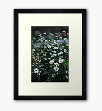 Daisies patch Framed Print