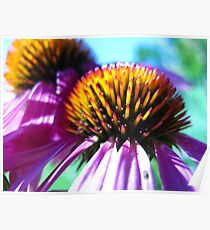 Echinacea Poster