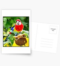 Eastern Rosella 7 Postcards