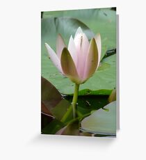 Waterlily Greeting Card