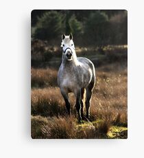 King of the Hill Canvas Print