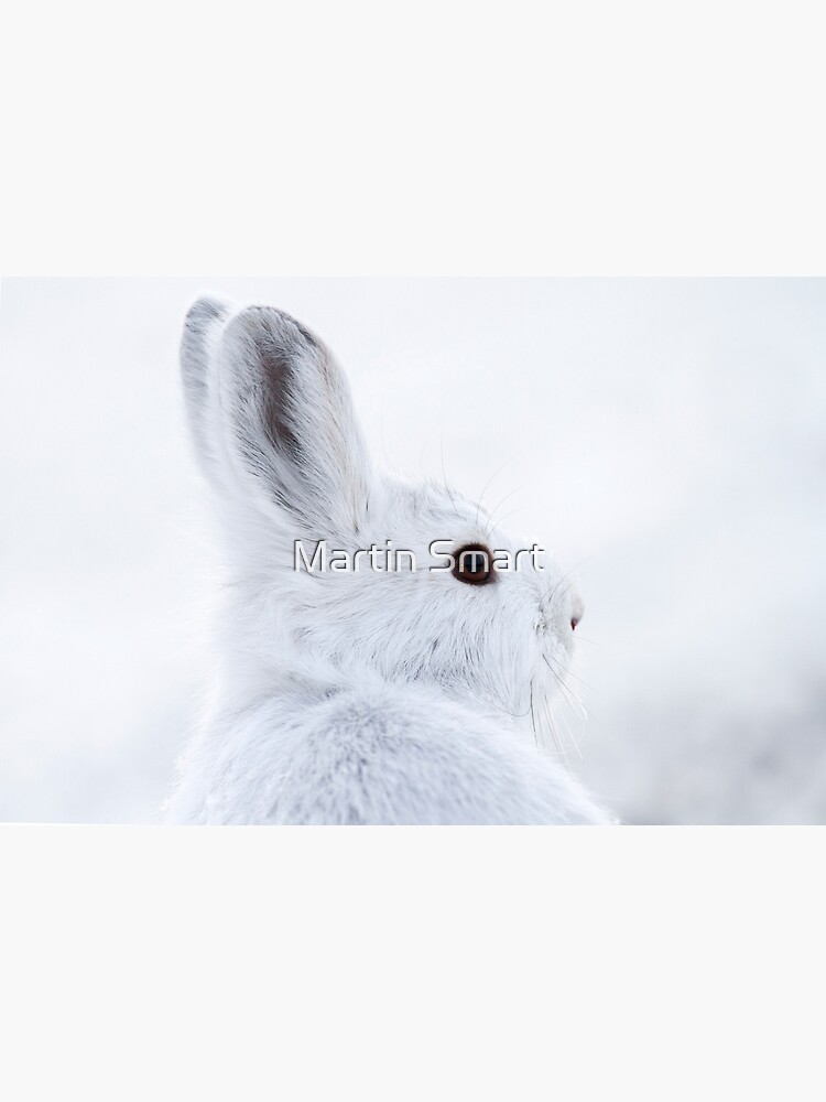 Snowshoe Hare by MartinSmart