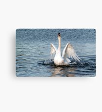 Mute Swan Canvas Print