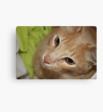 Playful Cat Canvas Print