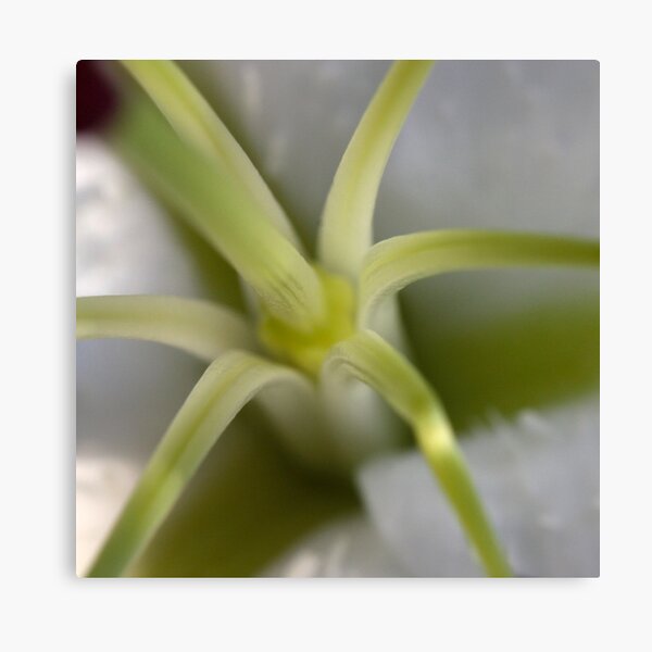 green star Canvas Print