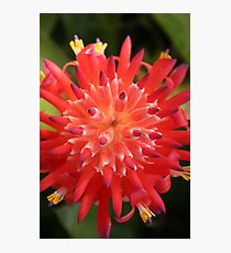 Lámina fotográfica Bromeliad